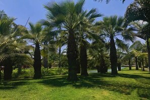 A park with palm trees and a grassy area.