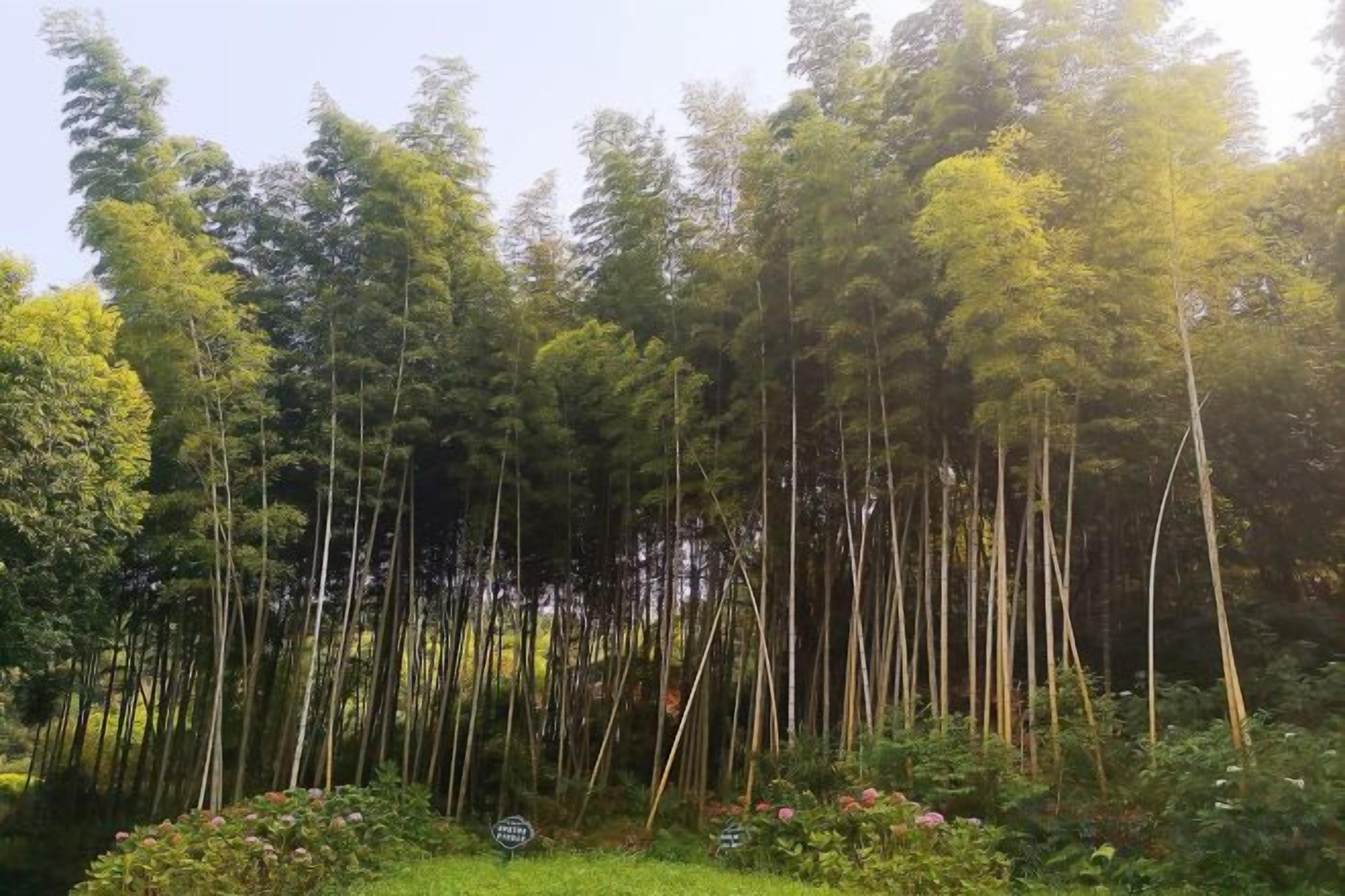 A dense forest with tall trees and a sign indicating a natural area.