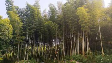 A dense forest with tall trees and a sign indicating a natural area.