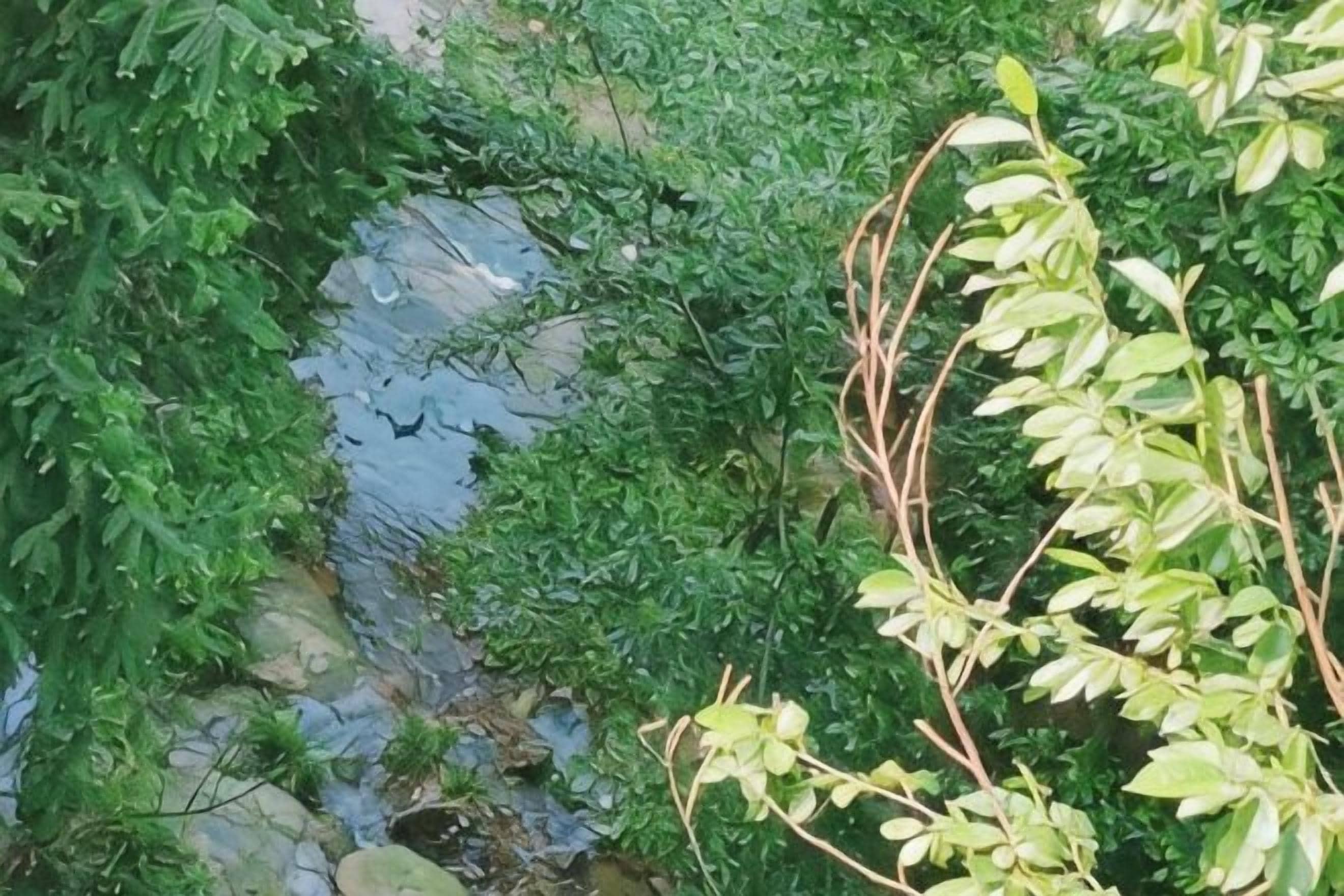 A natural outdoor area with a stream, surrounded by dense greenery.