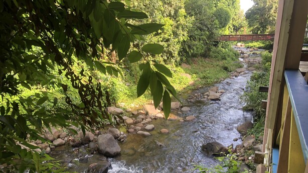 A river flowing through a forested area with rocks and greenery. - Coco Mango Suites (Portsmouth)
