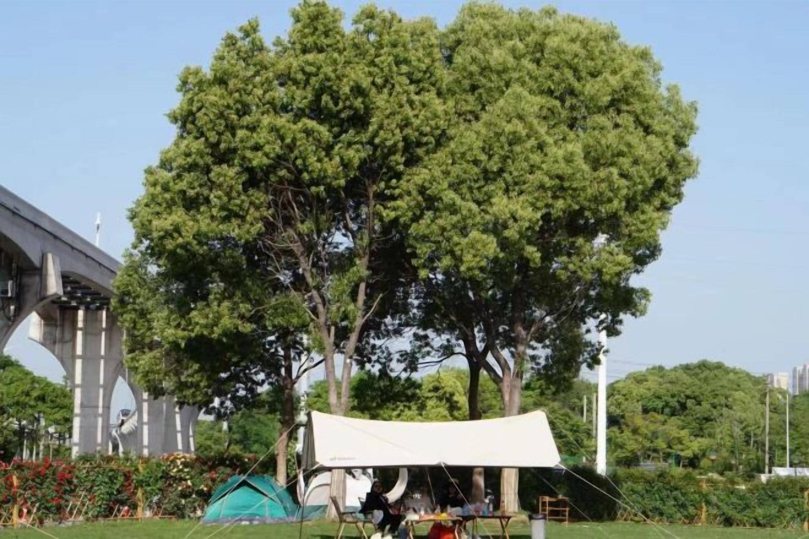 A tent set up in a park with a large tree and a bridge in the background.