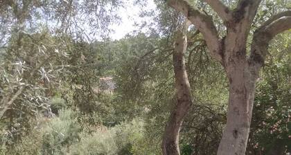 Olea House located in the countryside and close to everything you want.