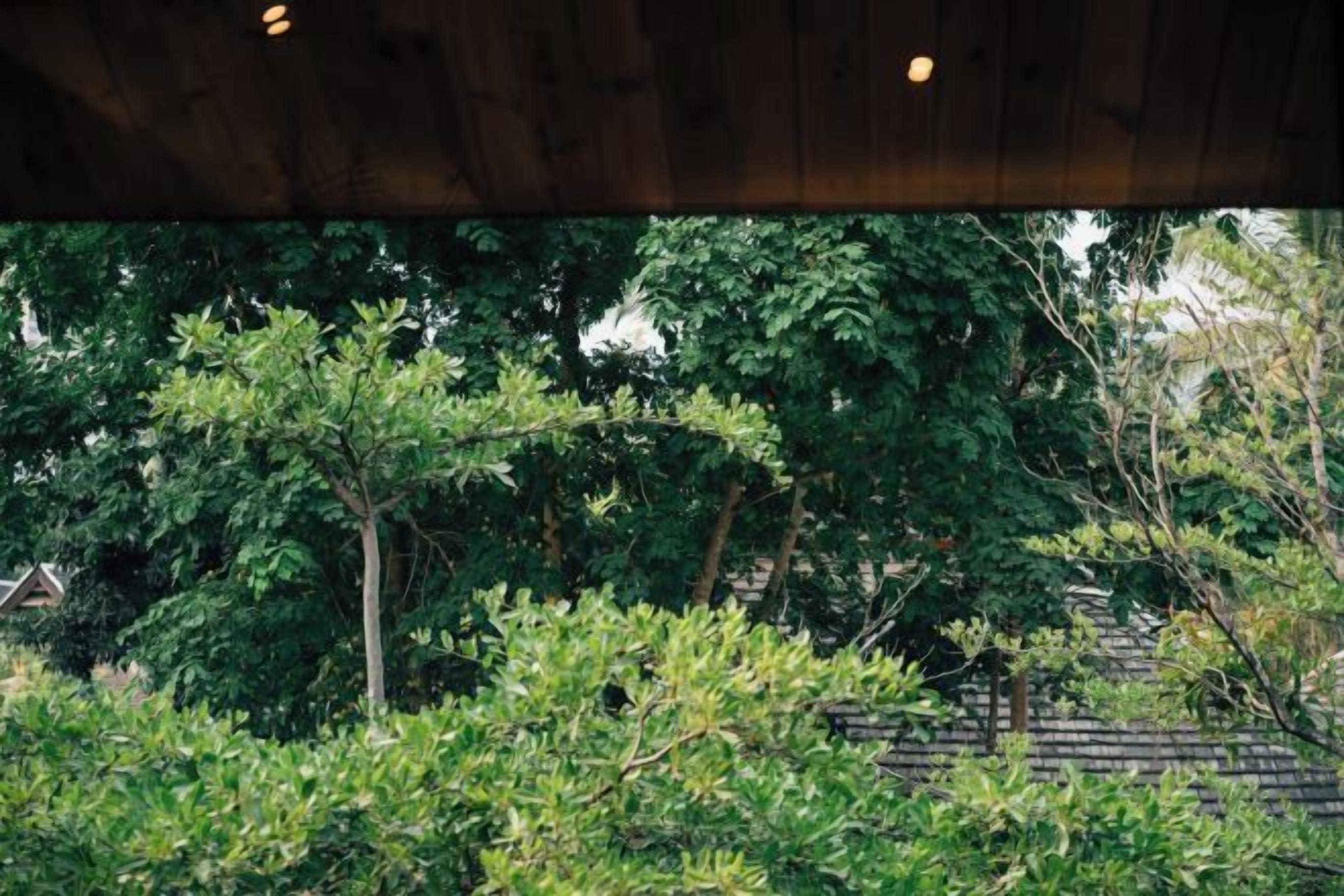 A view of a lush garden with dense foliage and a wooden structure overhead.
