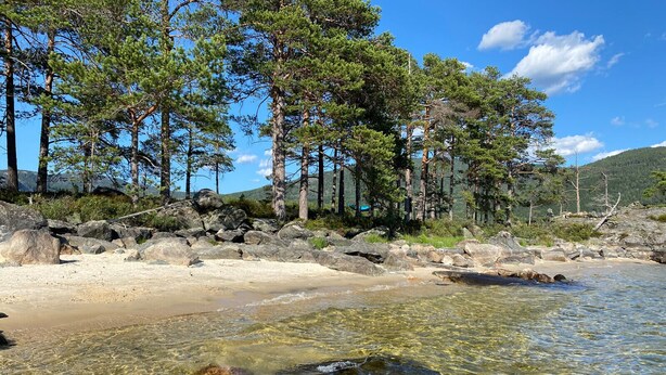 En lys strand med synlige sten og træer i baggrunden.