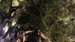 A tree-lined pathway with steps leading to a bridge over a body of water. - Tongli Defu Caotang Boutique Hostel (Suzhou)