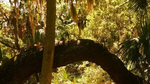 Un banco bajo un árbol grande en un área boscosa.