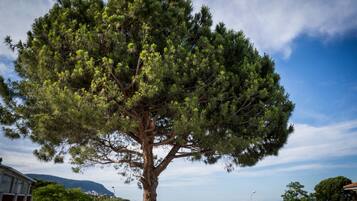 Ein großer Baum mit breitem Blätterdach, einem klaren Himmel und einer weiten Ansicht einer Stadt in der Ferne.