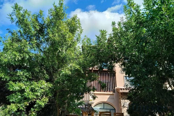 Un edificio con un árbol grande en primer plano, cielo despejado y un balcón con ventana.