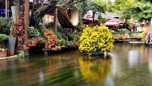 A serene indoor garden with a variety of plants and a small pond. - NAXI yage hotel (Lijiang)