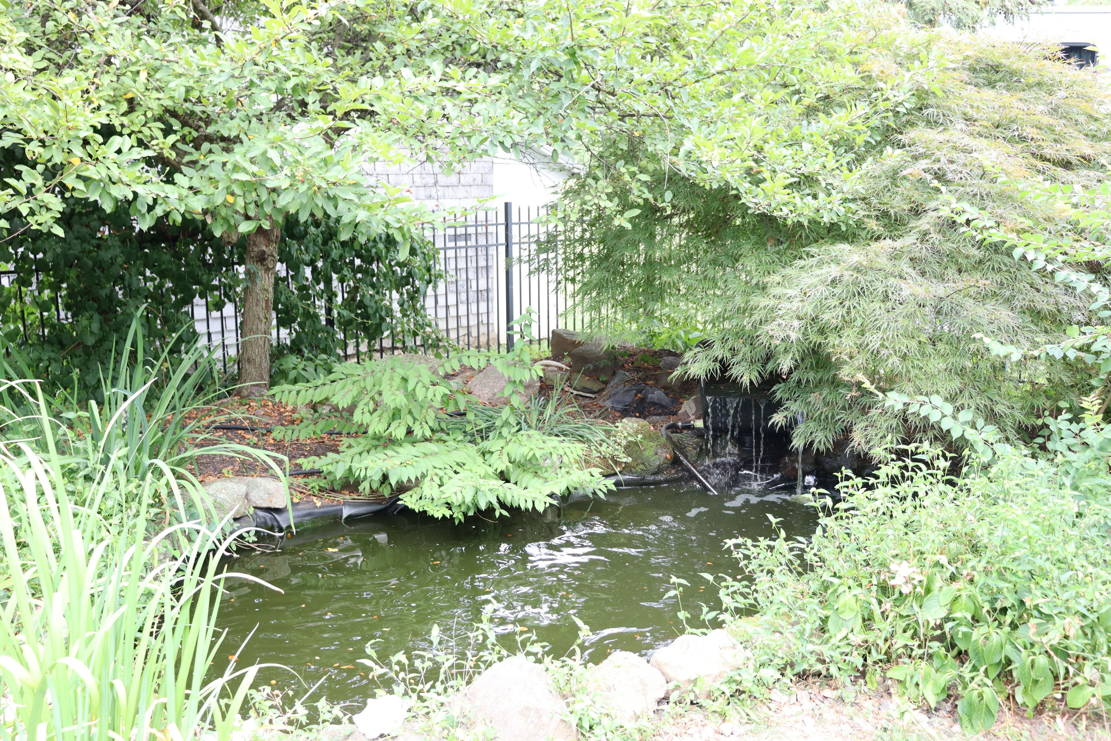 A pond surrounded by lush greenery, a small waterfall, and a stone pathway.