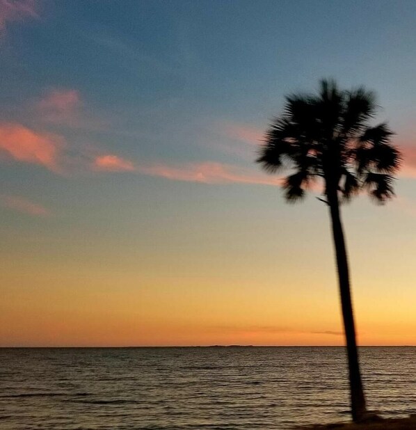 Una palmera silueteada contra un cielo al atardecer.