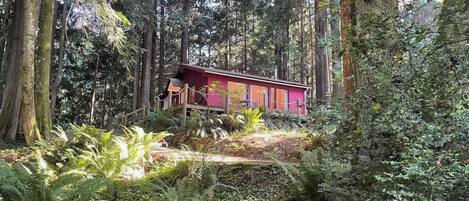 Eine Hütte im Wald, umgeben von dichtem Grün und hohen Bäumen.