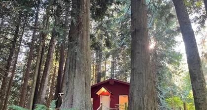 Forested Cottage in the Woods, near Olympic Park