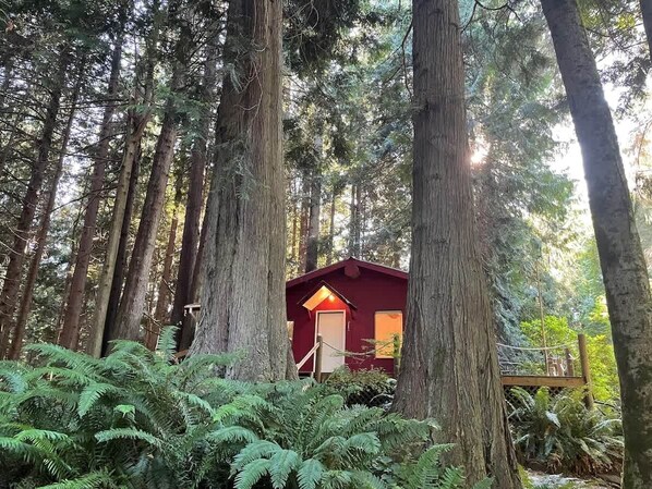 A red cabin in a forest with tall trees and ferns around it.