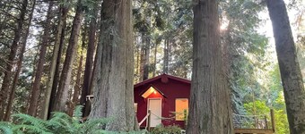 Forested Cottage in the Woods, near Olympic Park