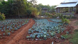 Une ferme située en zone rurale, avec des rangées de plants de chou et un chemin de terre.