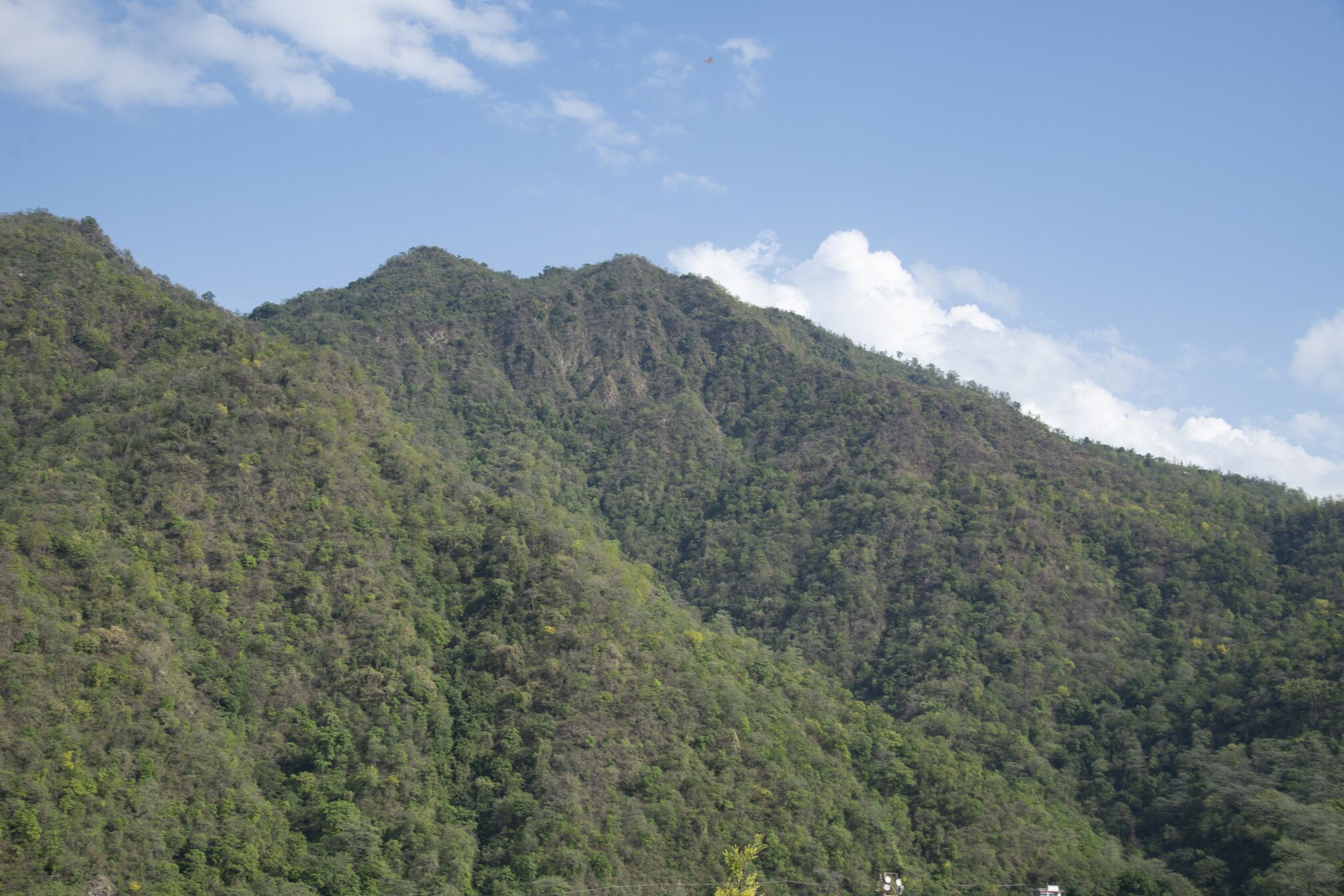 Eine gebirgige Landschaft mit dichtem Wald.