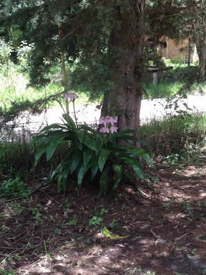 Chambre, 1 chambre, patio, vue jardin | Jardin