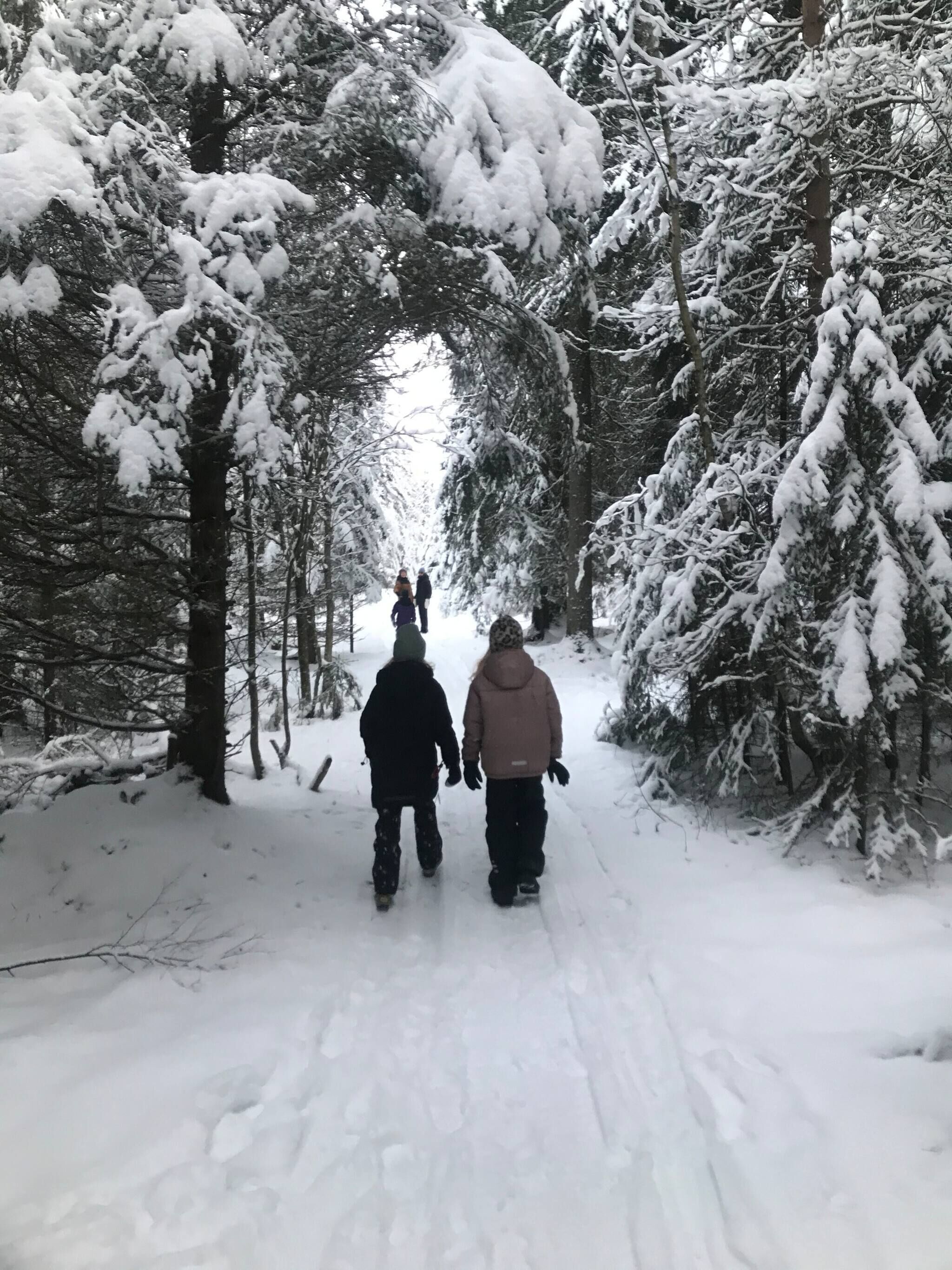 En sneklædt sti gennem et skovområde med snebelagte træer og en klar himmel.