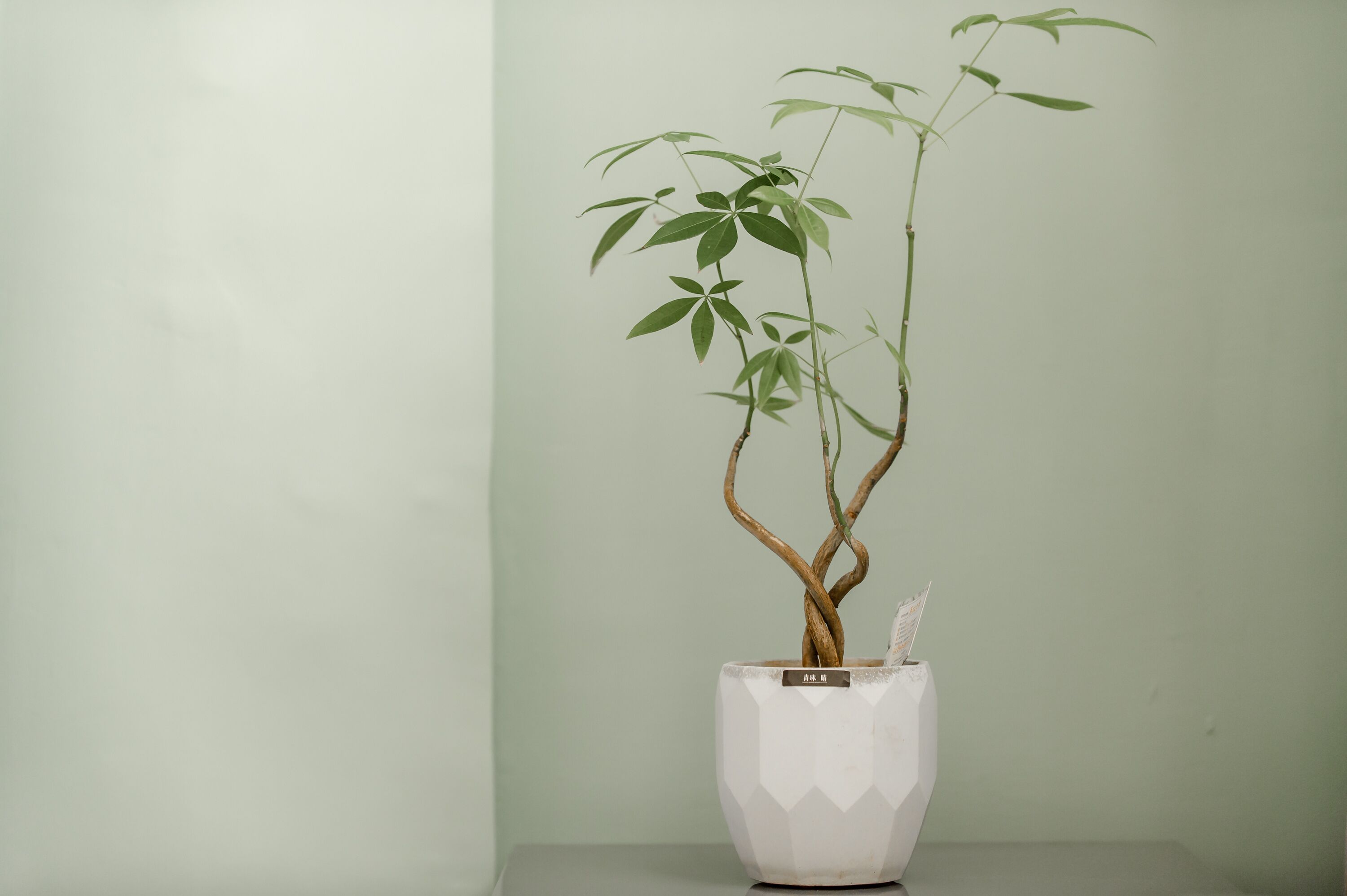 Un plant de bambou en pot, dans un pot blanc orné d’un motif géométrique, placé devant un mur uni.