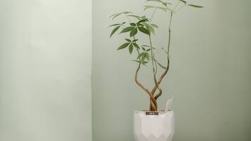Un plant de bambou en pot, dans un pot blanc orné d’un motif géométrique, placé devant un mur uni.