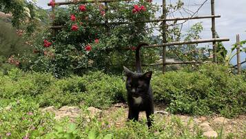 Daily full breakfast for a fee