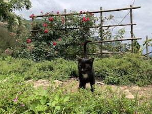 Daily full breakfast for a fee - Sapa Rosie House - Mountain Retreat (Sa Pa)