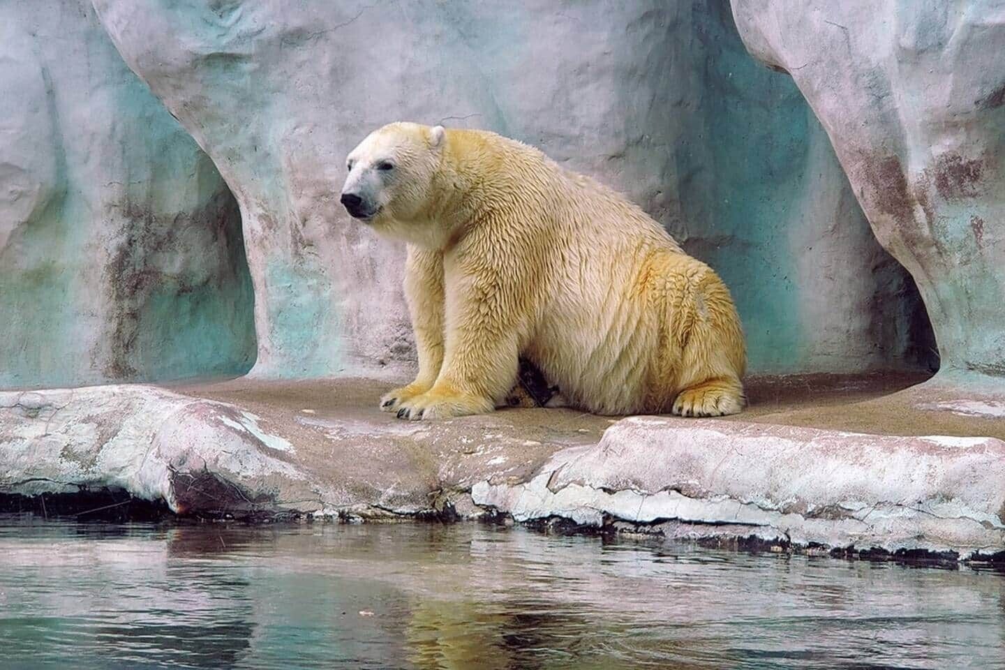 Een ijsbeer zit op een rots bij een waterlichaam.