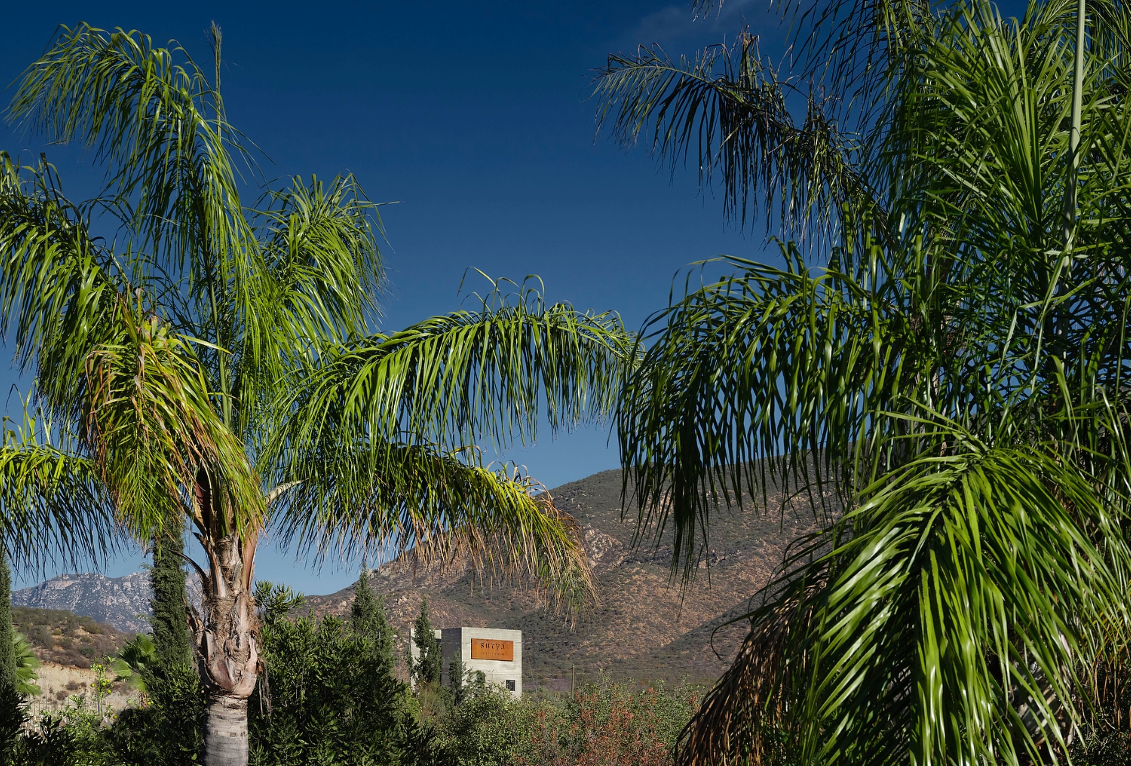 A building with a sign that reads "BISTRO" surrounded by palm trees and a mountainous backdrop.
