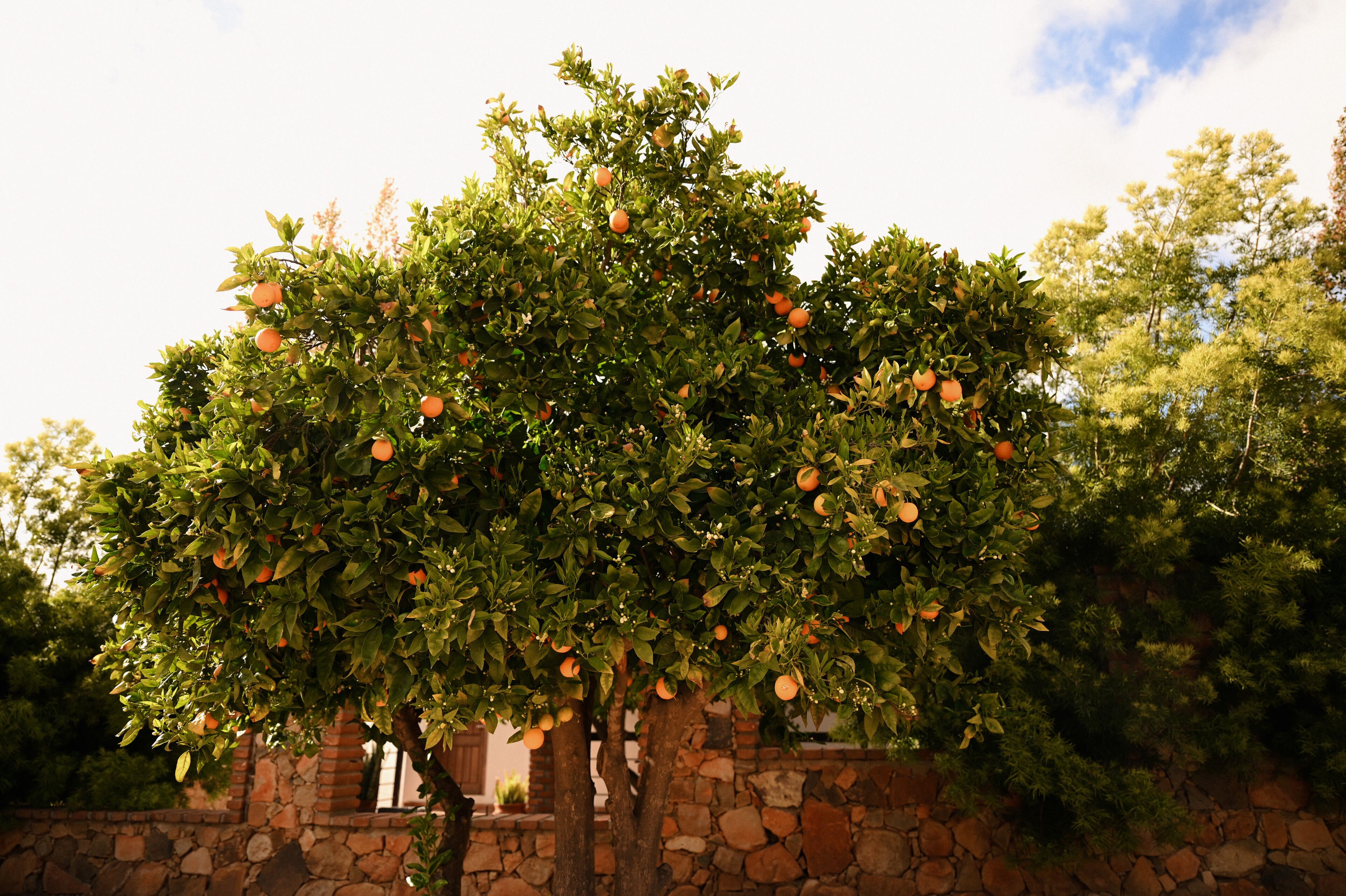Un árbol con numerosas naranjas, un muro de piedra y un cielo despejado.