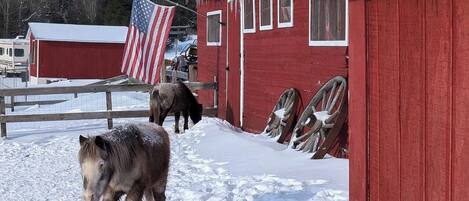 Terrein van de accommodatie