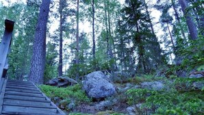 A wooden staircase leading into a forested area with tall trees and large rocks. - Enchanting cottage in the woods, by the lake (Orivesi)