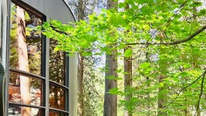 A modern building with large windows, surrounded by a forested area with ferns and trees.