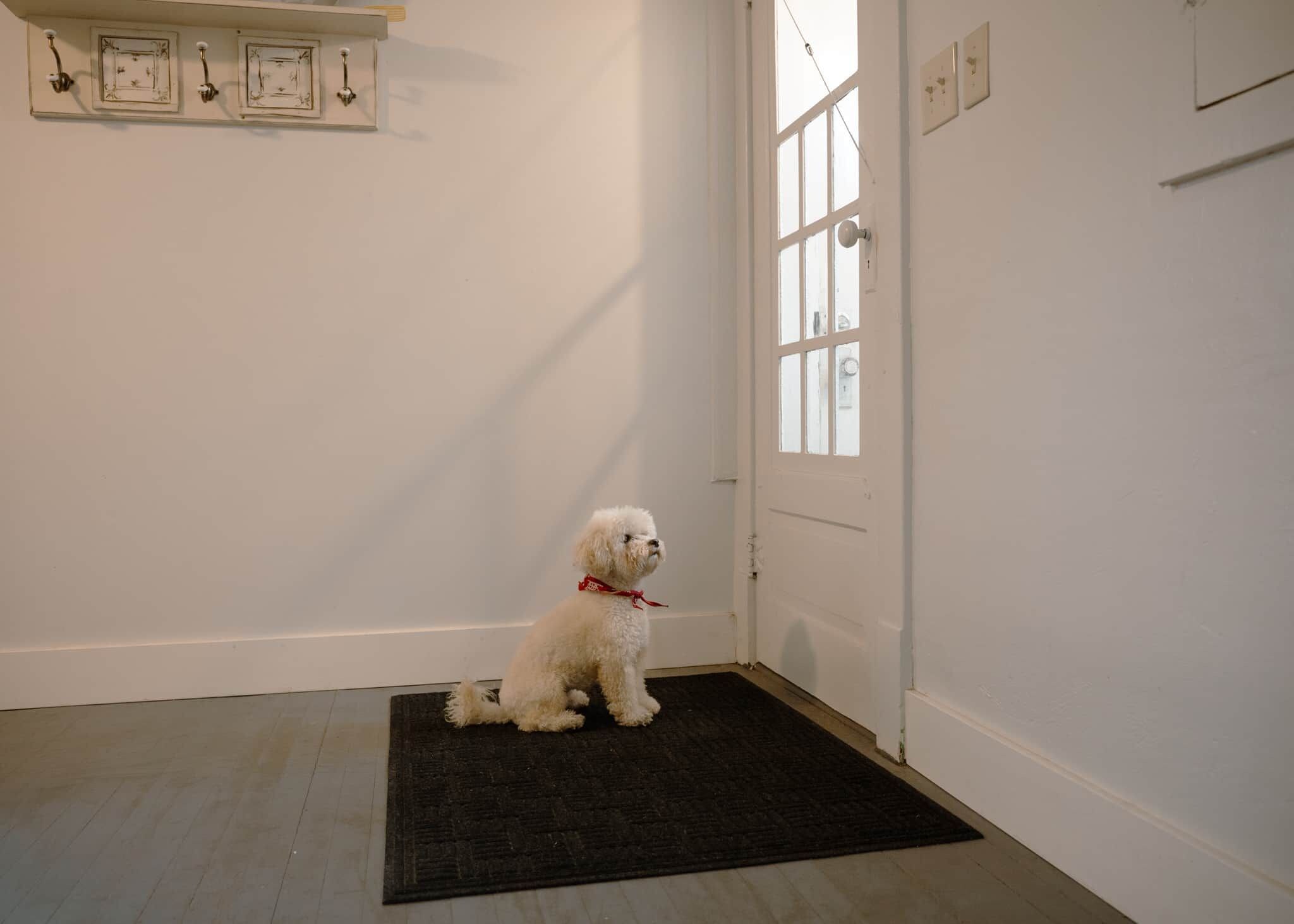 A white dog sitting on a dark rug in a room with a white door and a window.