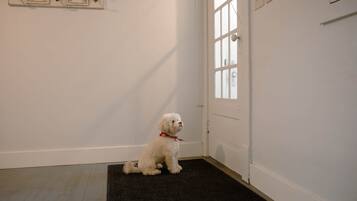 A white dog sitting on a dark rug in a room with a white door and a window.