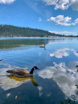 A calm lake with a Canada goose swimming, surrounded by snow-covered hills and dense forest.
