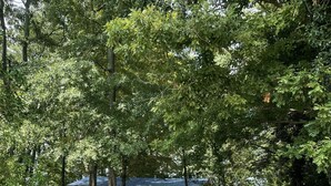 A gravel path leading to a house surrounded by trees. - Weiss Lake Rustic Cabin on the water, new flooring! (Centre)