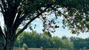 Dos perros descansando sobre la hierba bajo un árbol, con una valla de madera al fondo.