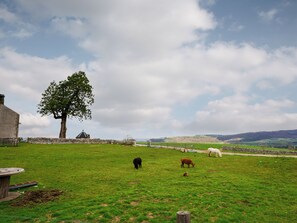Paisaje rural con un muro de piedra, un árbol grande y un campo de pasto con vacas.