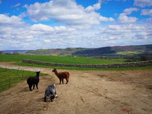 A rural landscape with a stone wall, green fields, and a clear sky. - 2 bedroom accommodation in Bakewell (Bakewell)