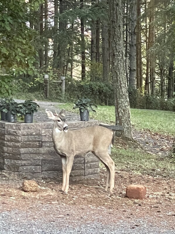 Un cerf se tient dans un espace clos, avec des arbres et des plantes en pot en arrière-plan.