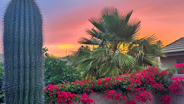 Un cactus, una palma e fiori rossi in un giardino.