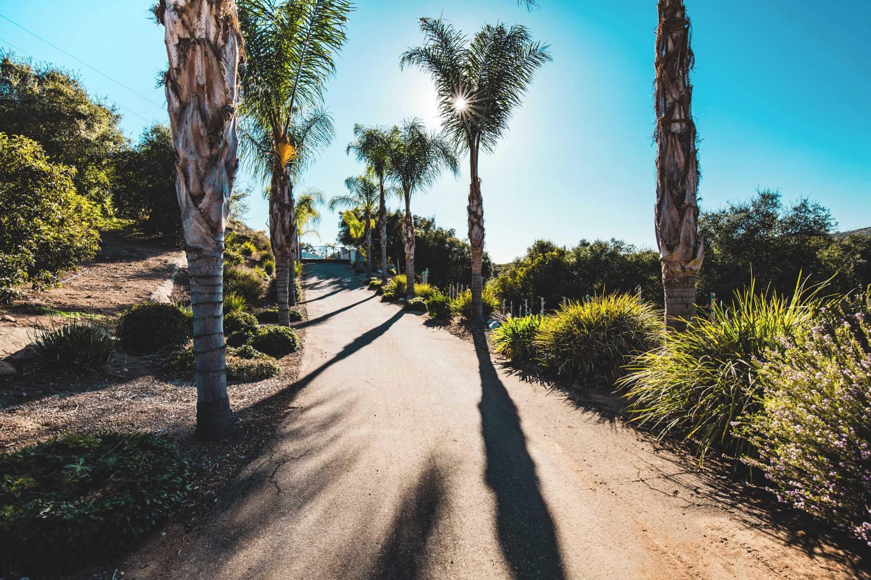 A paved pathway flanked by tall palm trees and various shrubs, leading towards a distant building.