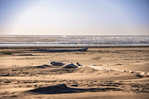 On the beach, white sand, kayaking - Surfcrest Resort (Ocean Shores)