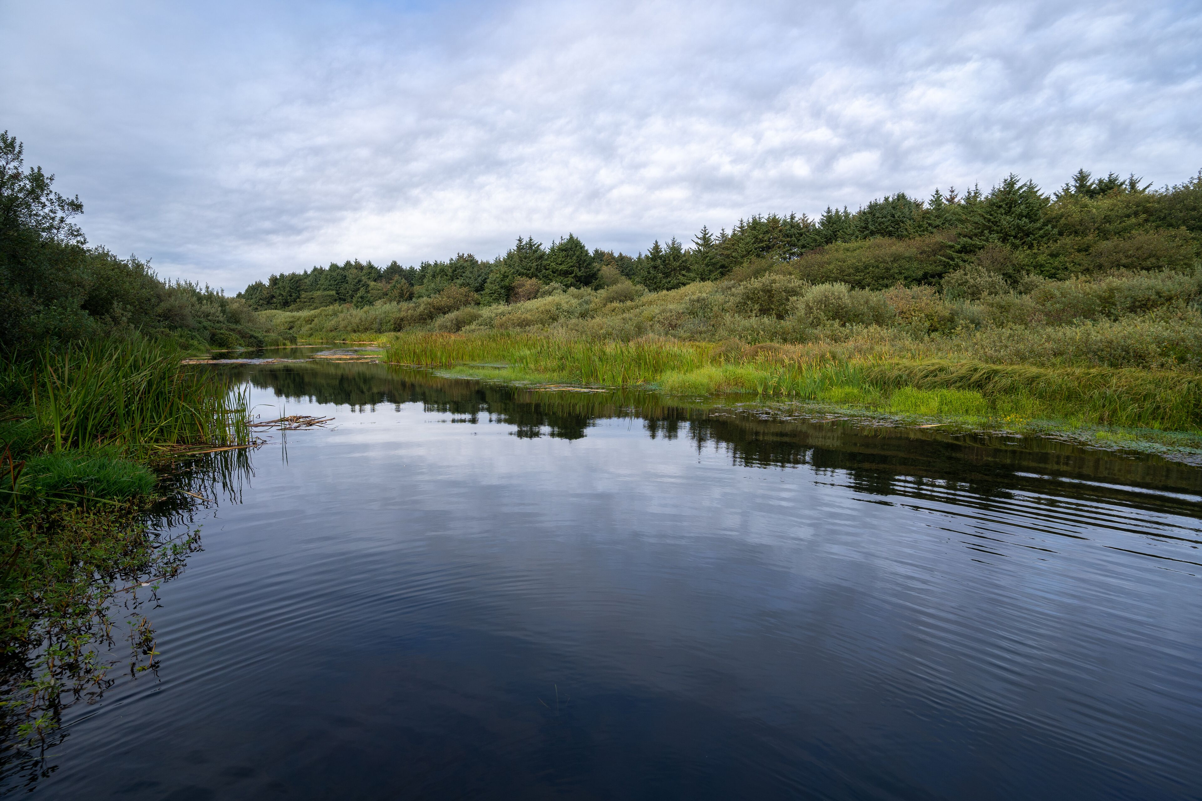A calm river with dense greenery and trees in the background.