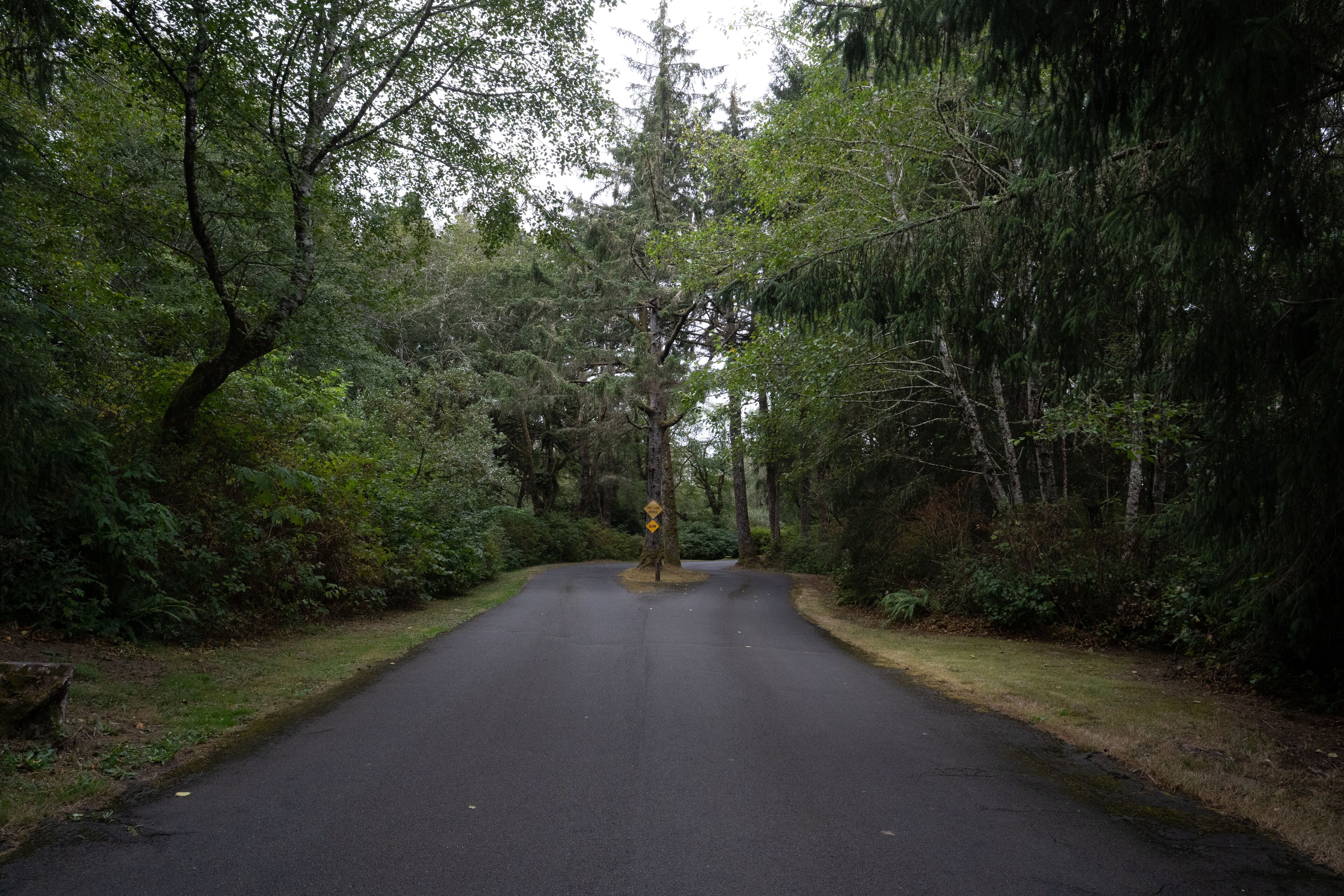 A paved road flanked by dense trees and greenery, leading into a forested area.