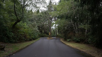 A paved road flanked by dense trees and greenery, leading into a forested area.