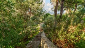 Un sendero de piedra que atraviesa un bosque verde y frondoso.