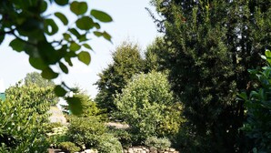 A garden pathway with various plants and a stone wall. - Gasthaus Heiko Sieb (Wischhafen)